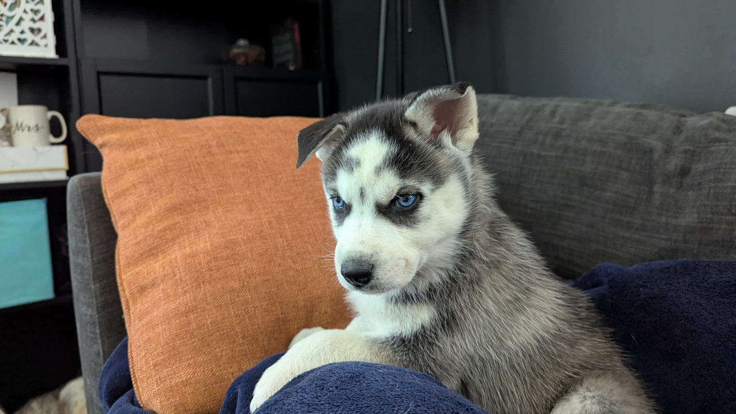 Cato ♂️ (Adopted)