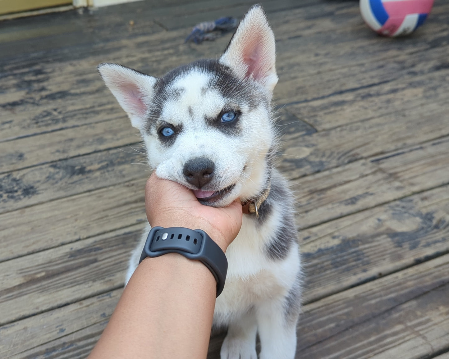 Cato ♂️ (Adopted)