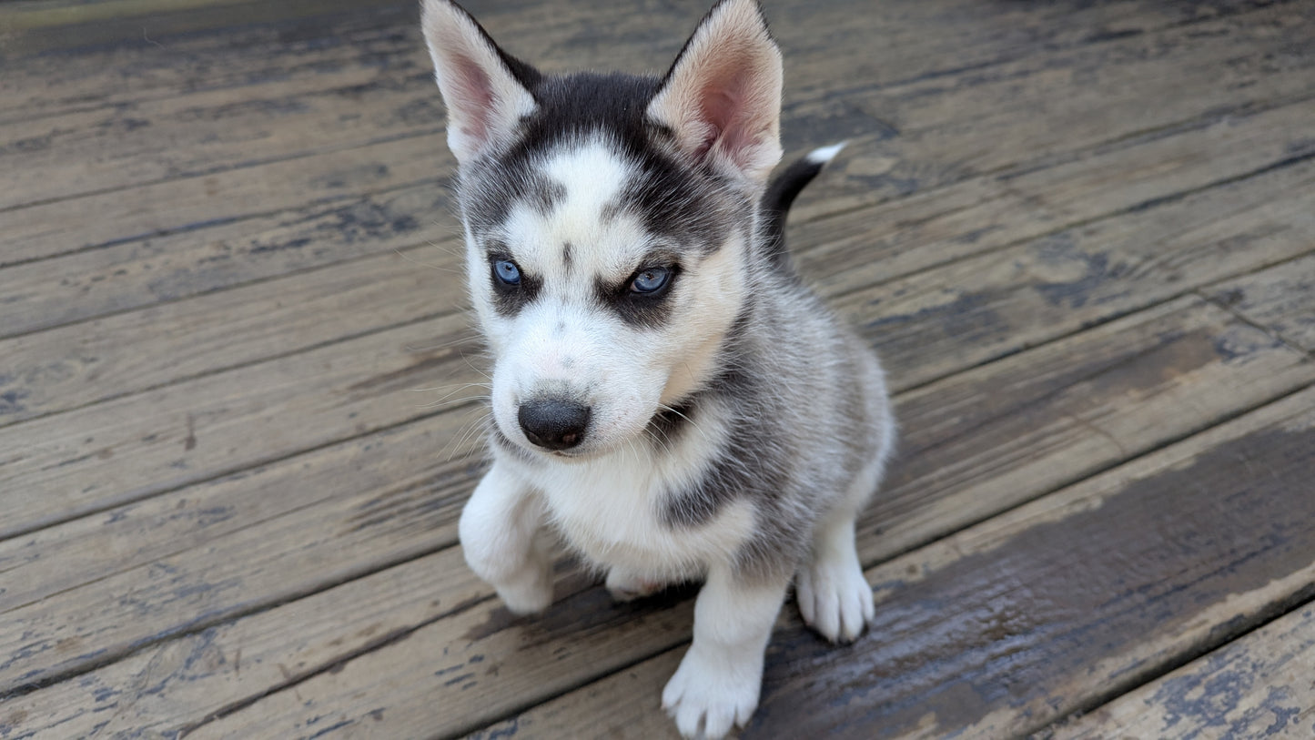 Cato ♂️ (Adopted)