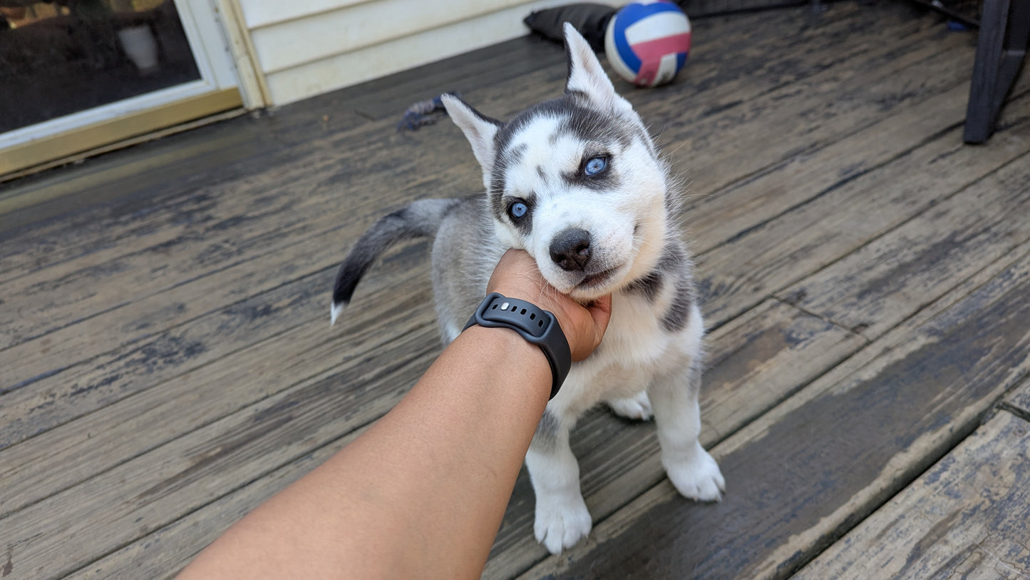 Cato ♂️ (Adopted)
