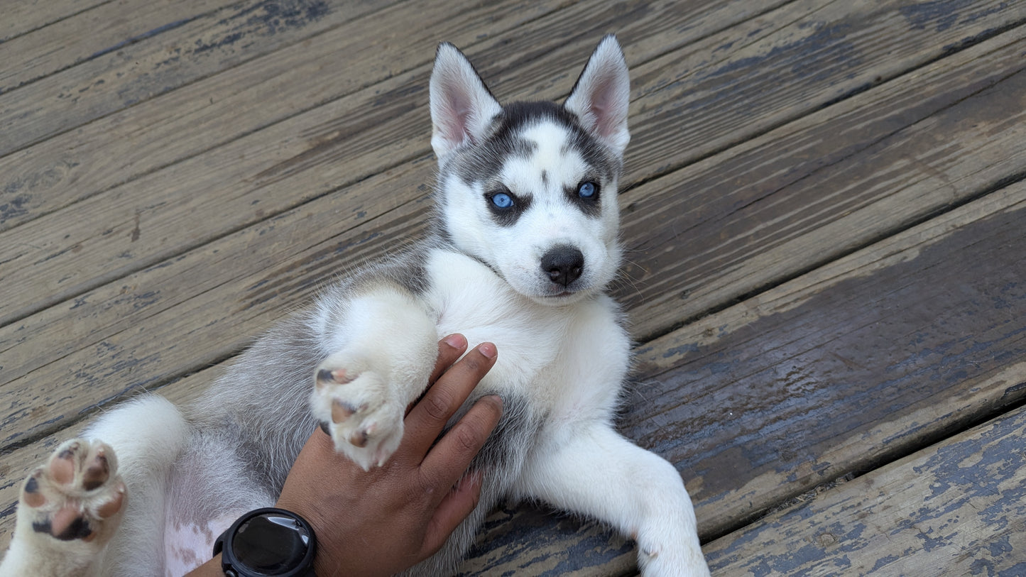 Cato ♂️ (Adopted)
