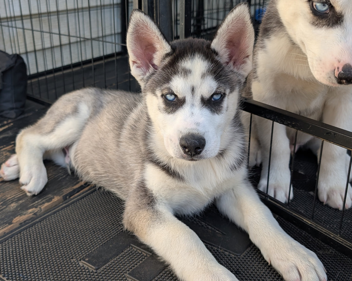 Cato ♂️ (Adopted)