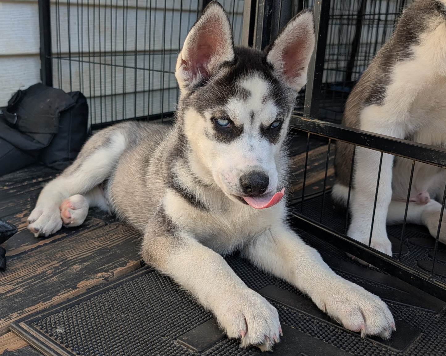 Cato ♂️ (Adopted)