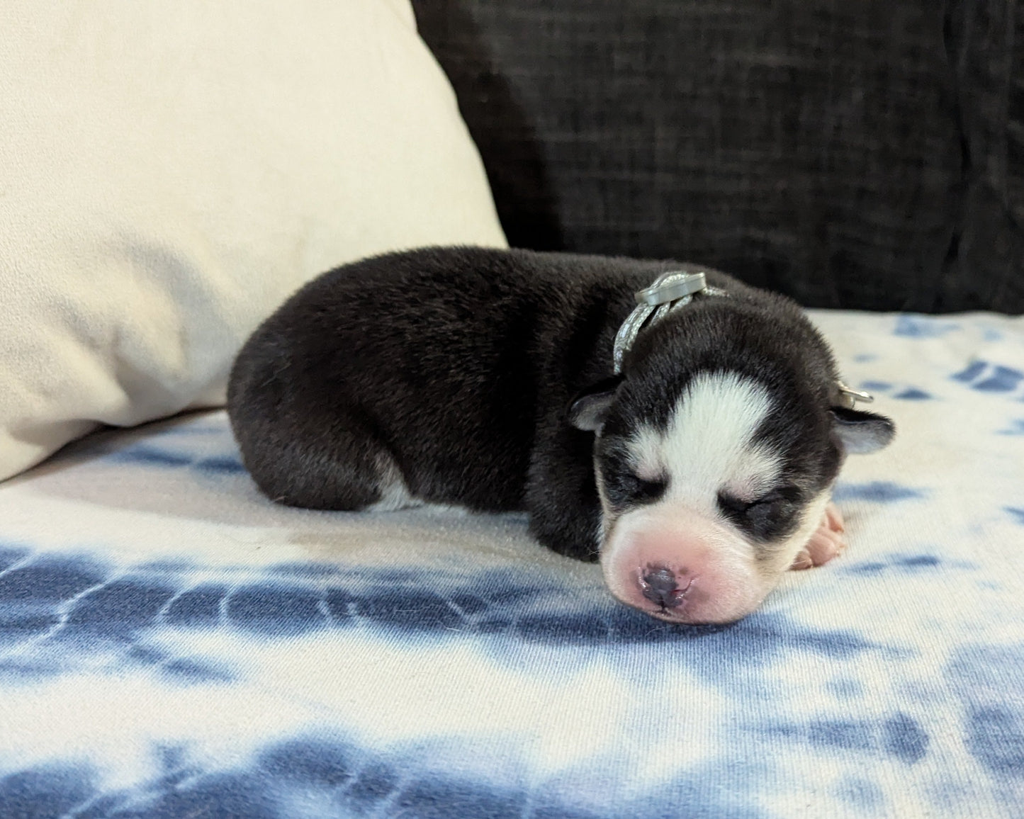 Jasper ♂️ (Adopted)