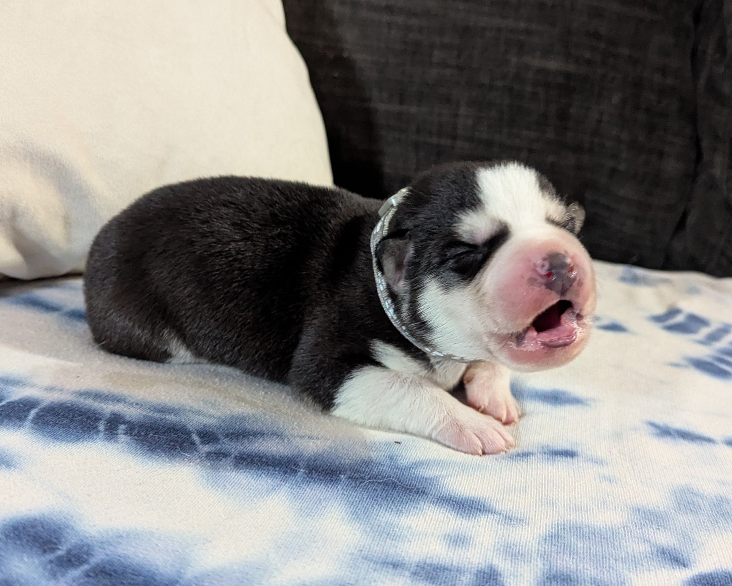 Jasper ♂️ (Adopted)