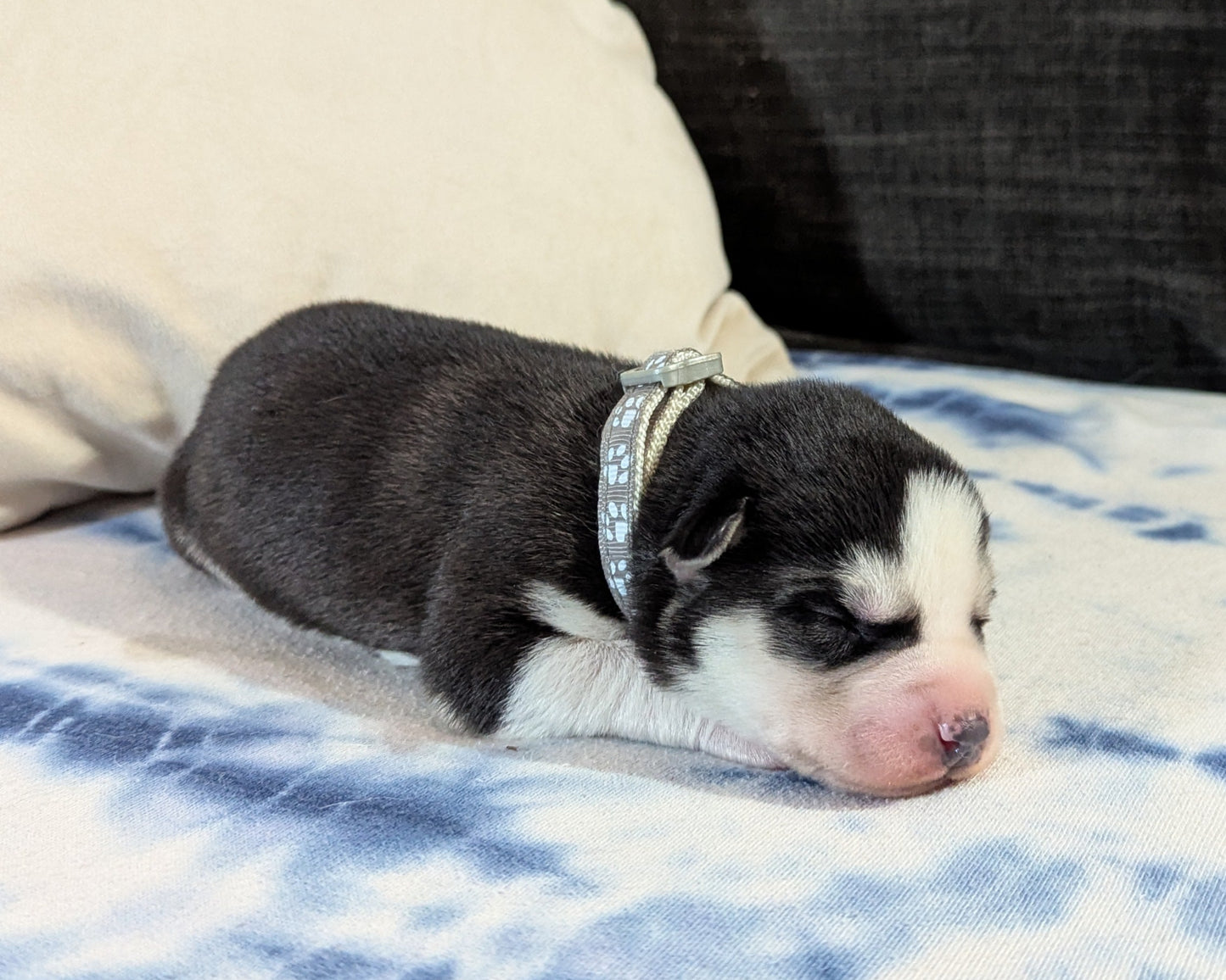 Jasper ♂️ (Adopted)