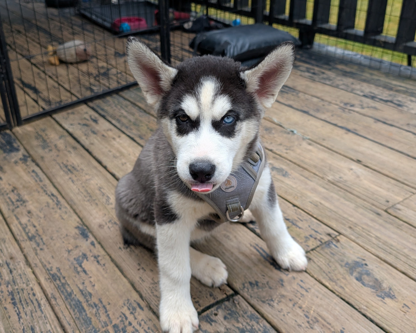 Jasper ♂️ (Adopted)