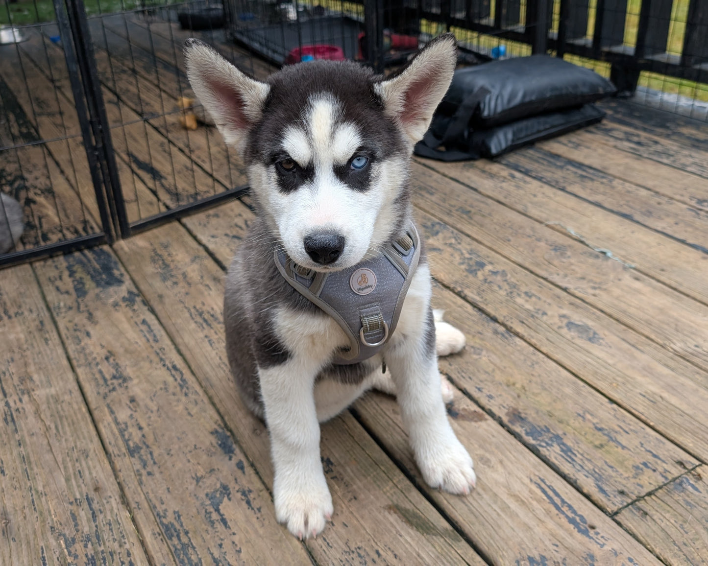 Jasper ♂️ (Adopted)