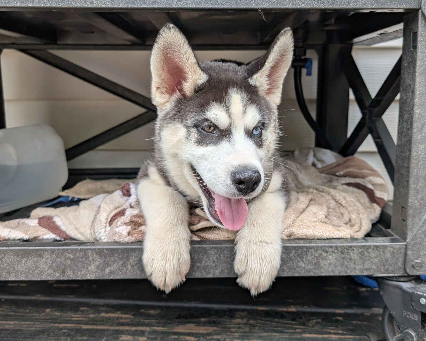 Jasper ♂️ (Adopted)