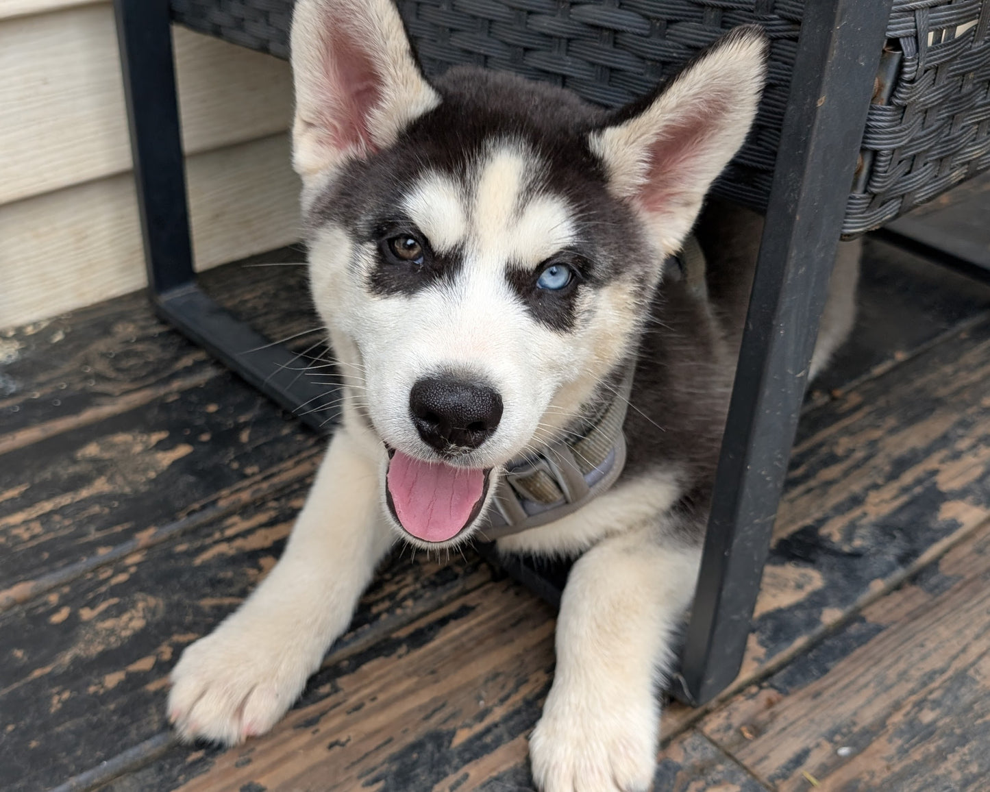 Jasper ♂️ (Adopted)