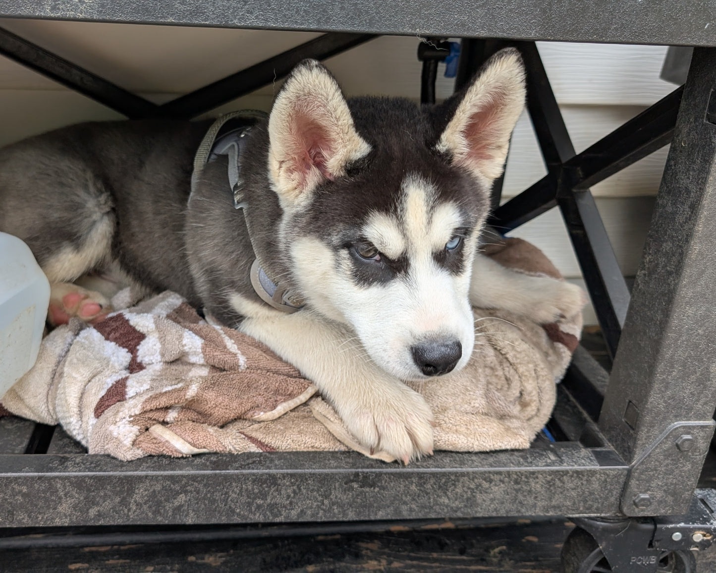 Jasper ♂️ (Adopted)