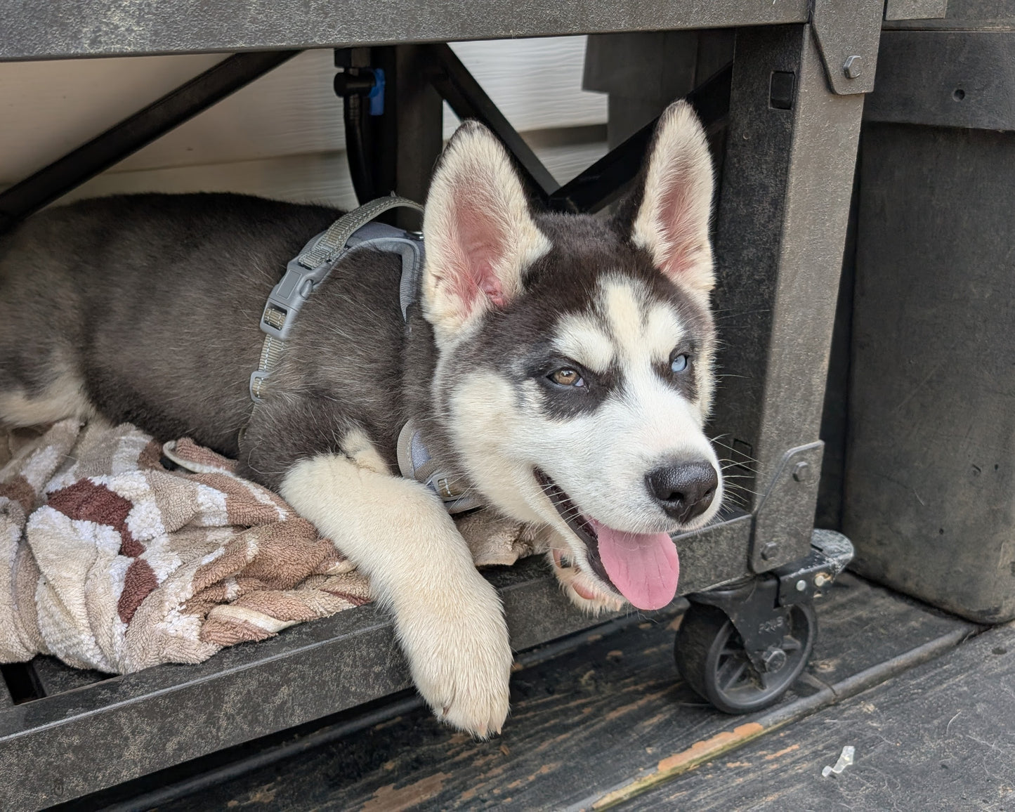 Jasper ♂️ (Adopted)