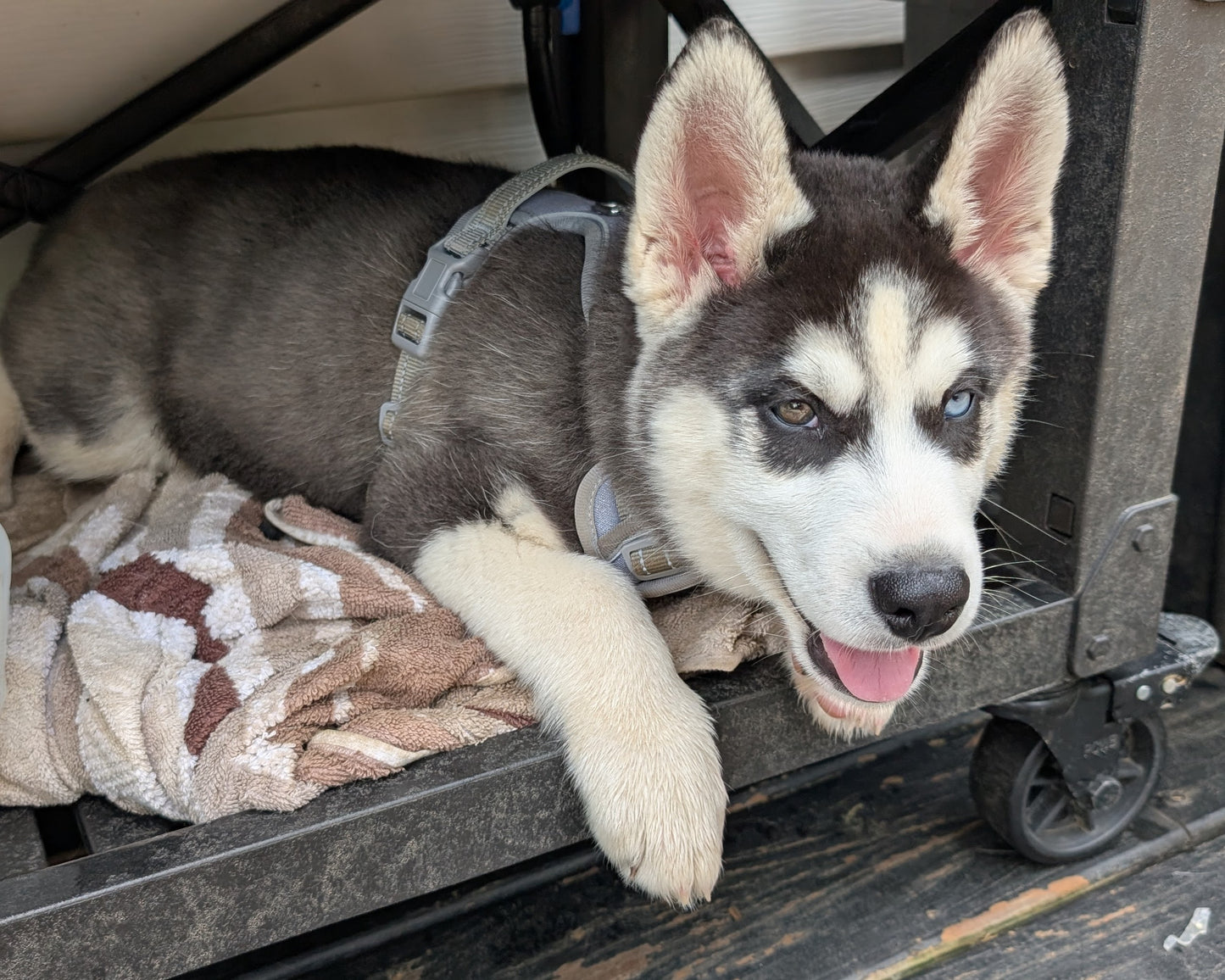Jasper ♂️ (Adopted)
