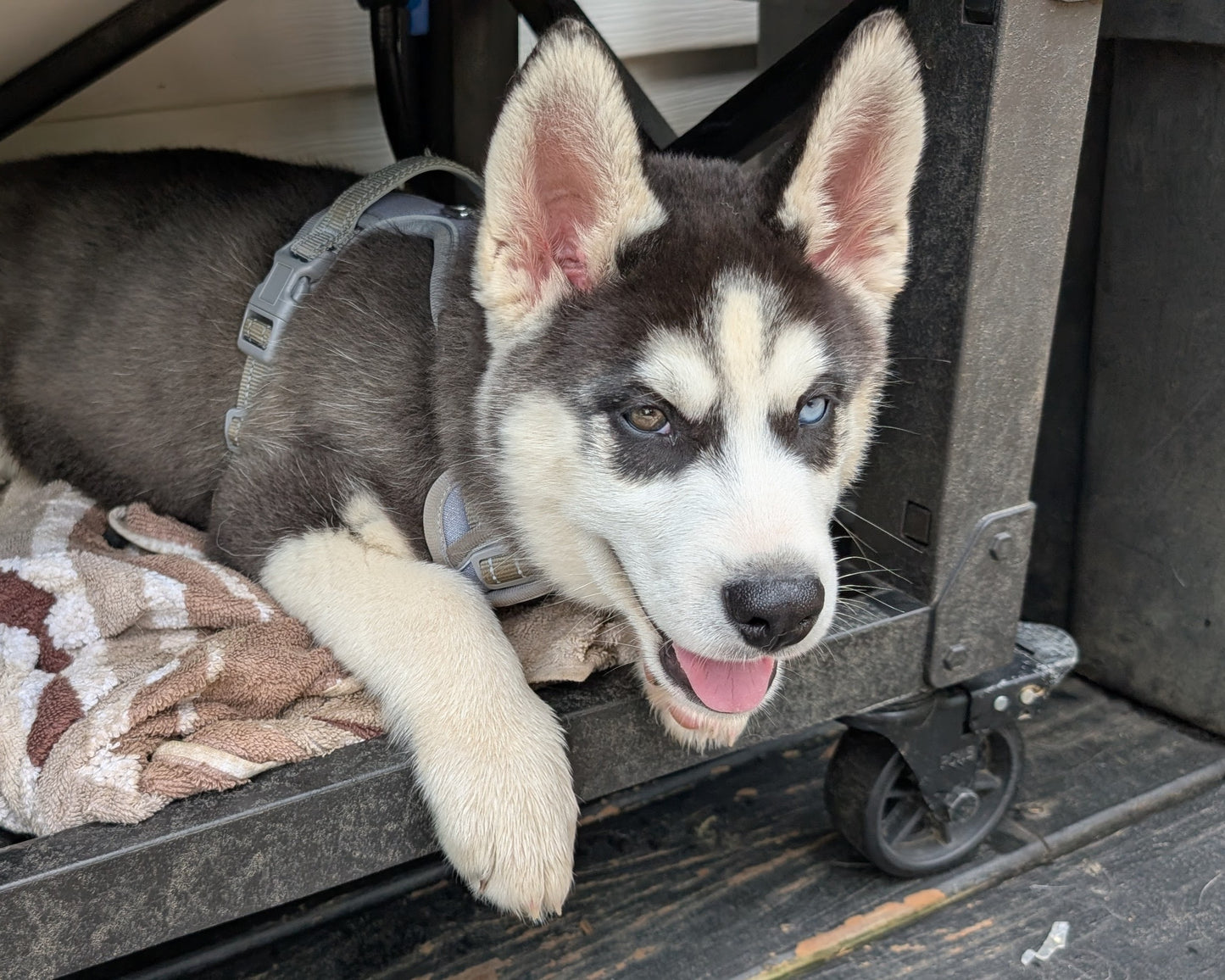 Jasper ♂️ (Adopted)