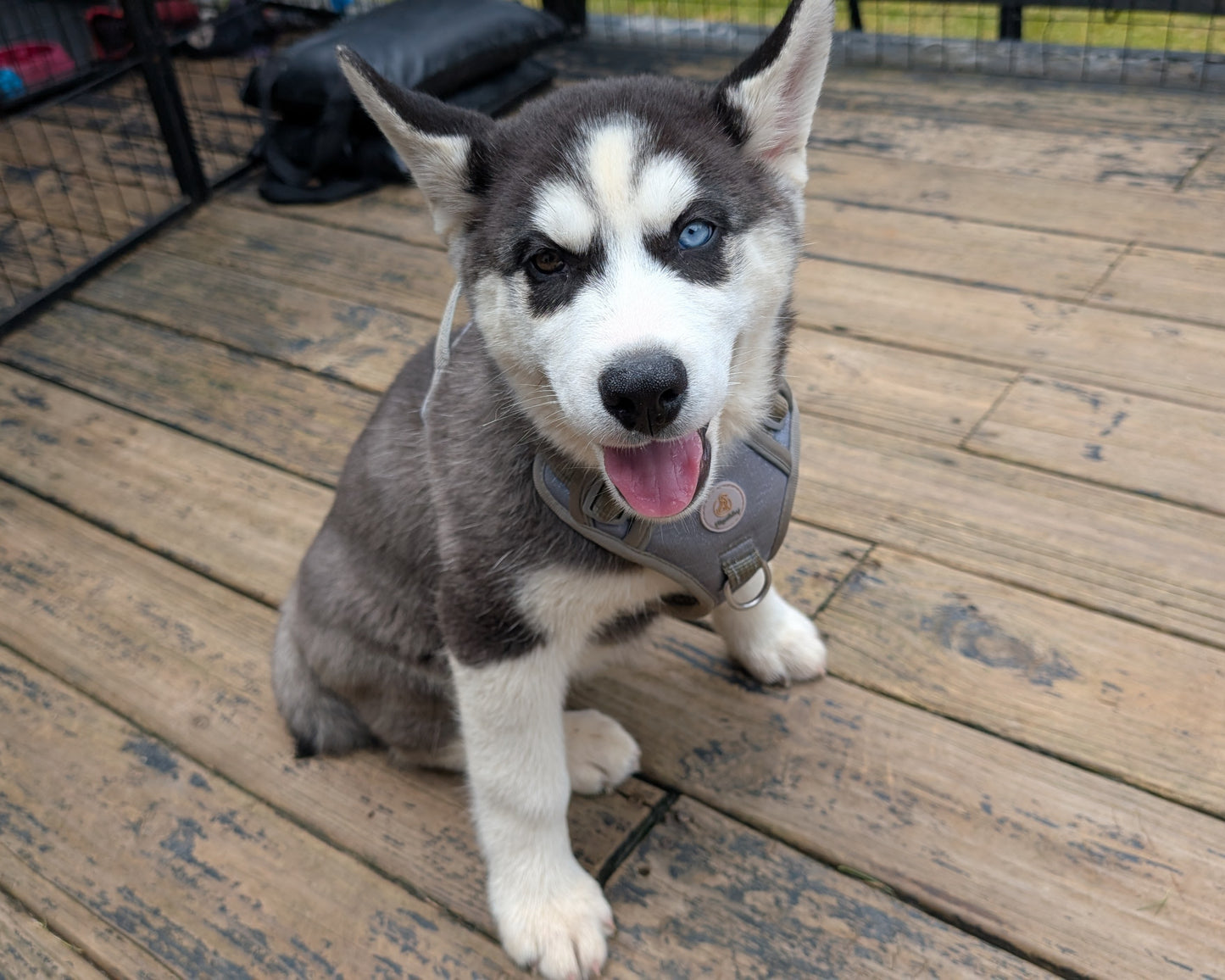 Jasper ♂️ (Adopted)