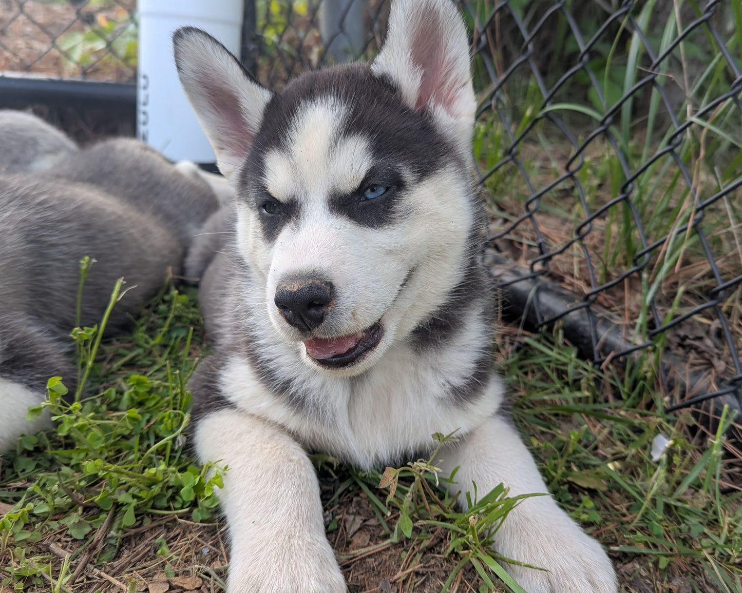 Jasper ♂️ (Adopted)