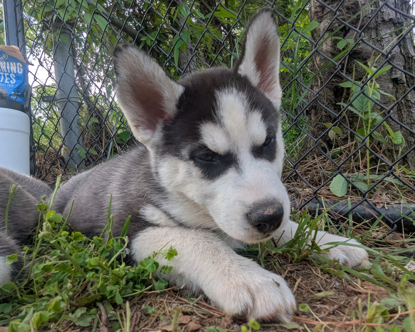 Jasper ♂️ (Adopted)