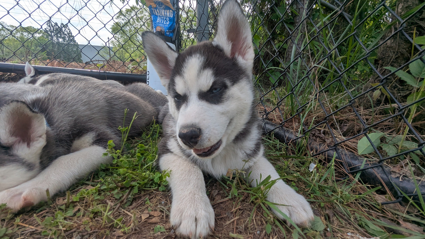 Jasper ♂️ (Adopted)
