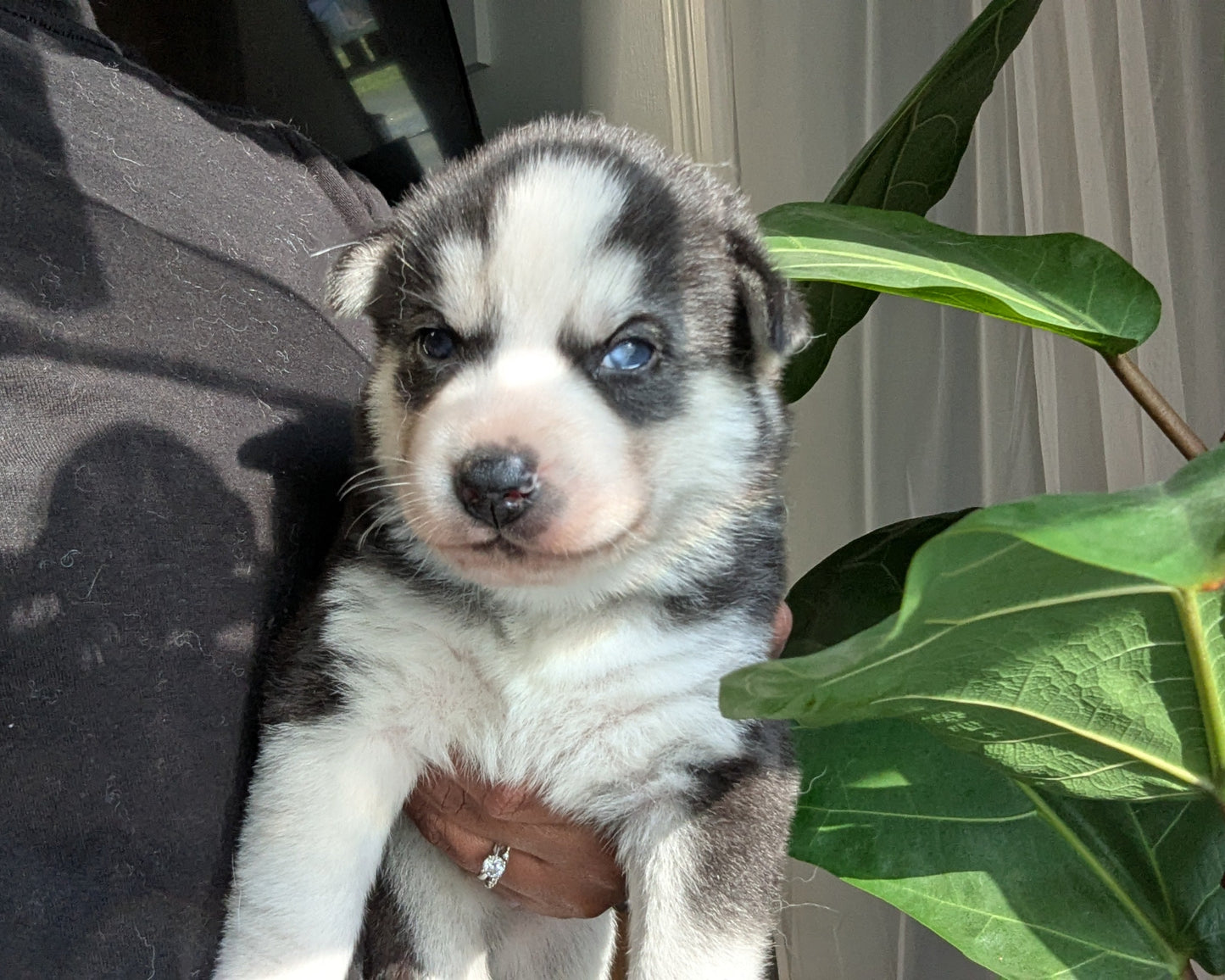 Jasper ♂️ (Adopted)