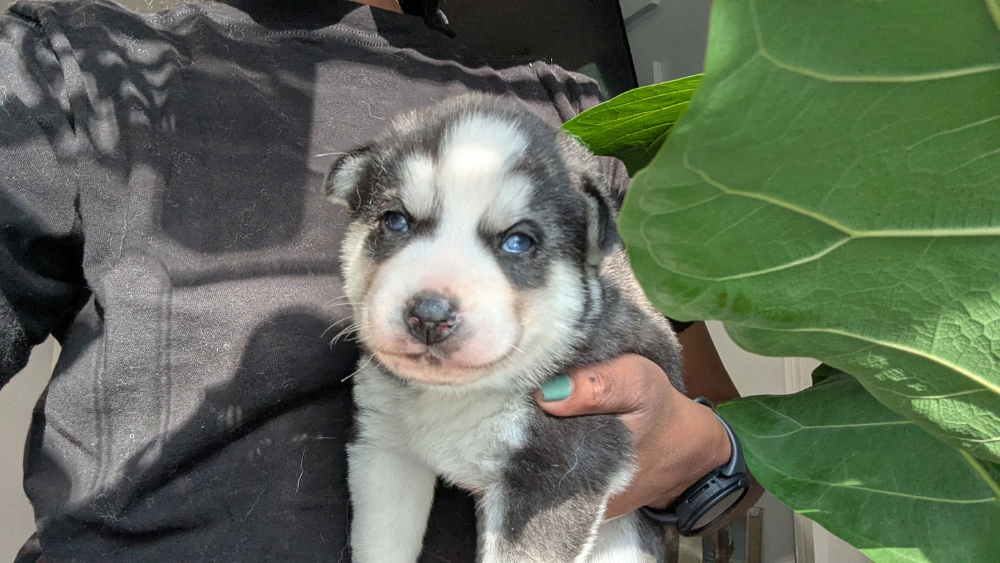 Jasper ♂️ (Adopted)