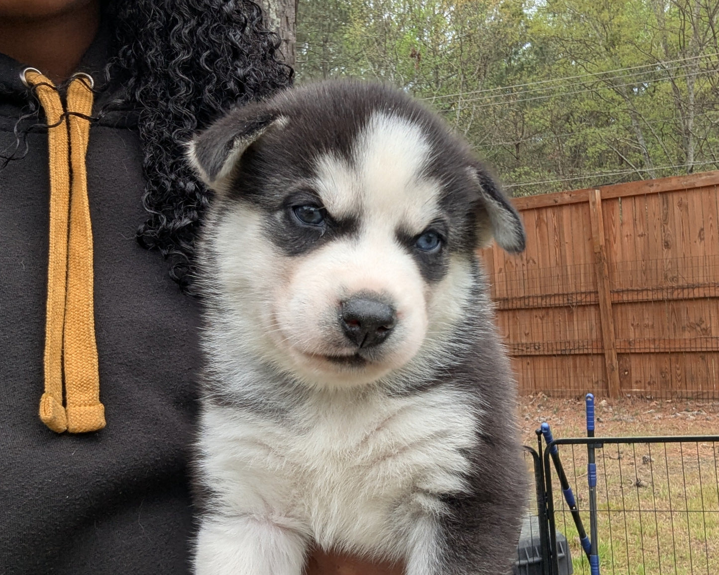 Jasper ♂️ (Adopted)