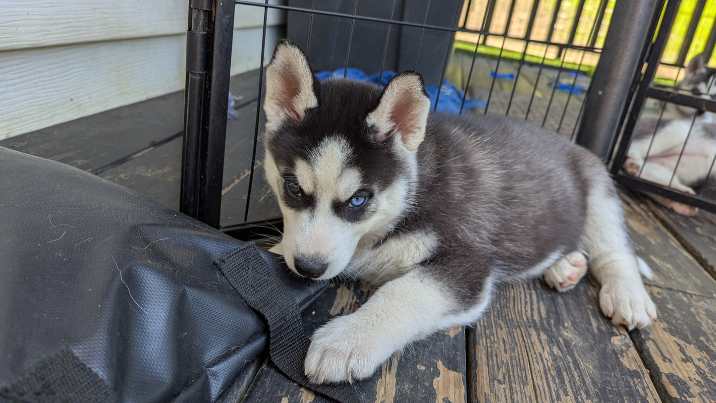 Jasper ♂️ (Adopted)