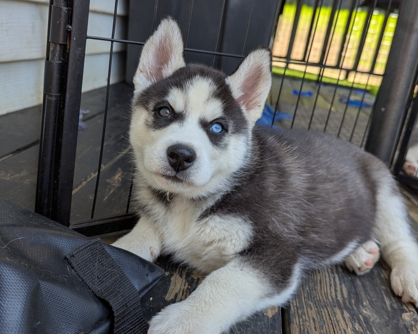 Jasper ♂️ (Adopted)