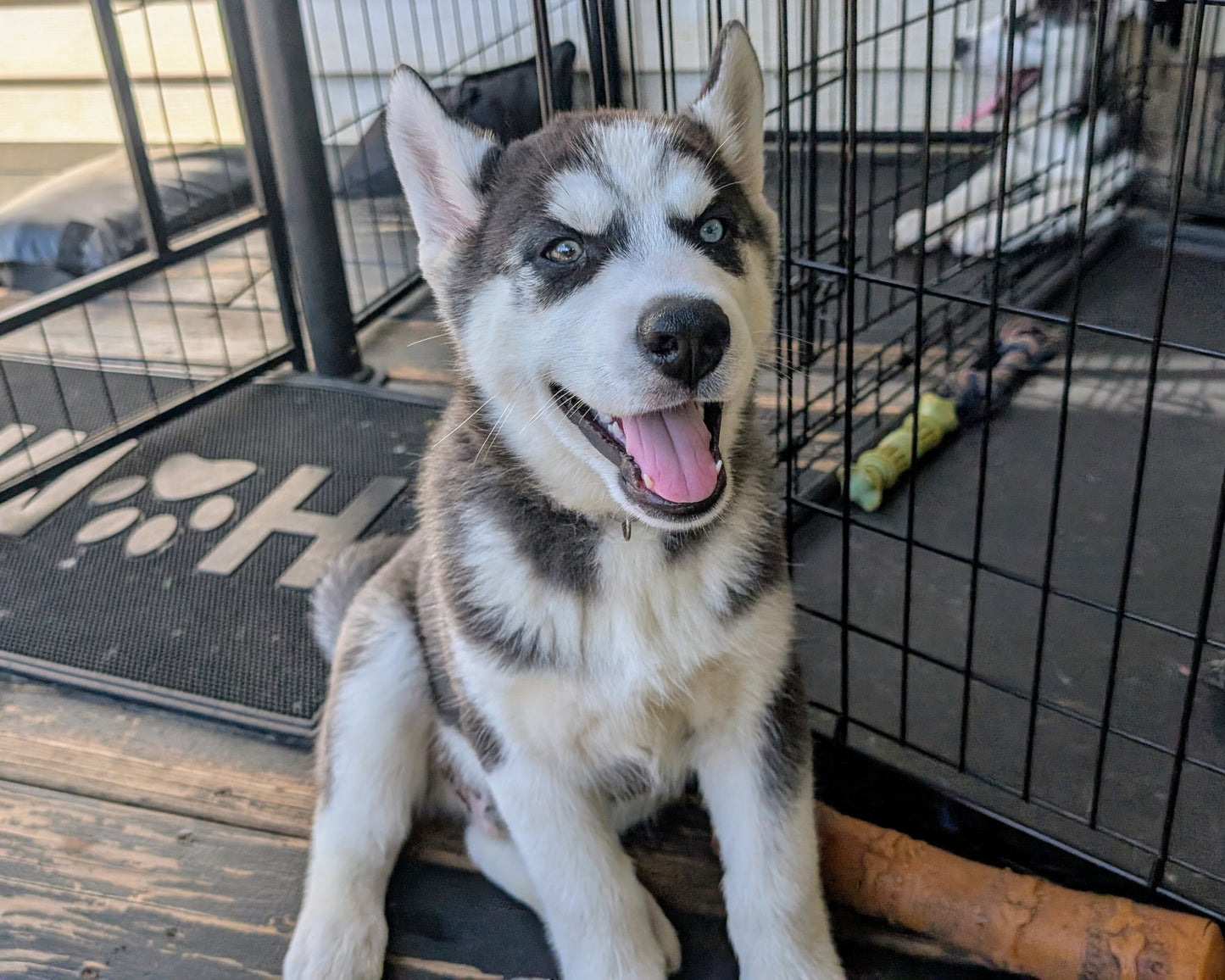 Jasper ♂️ (Adopted)