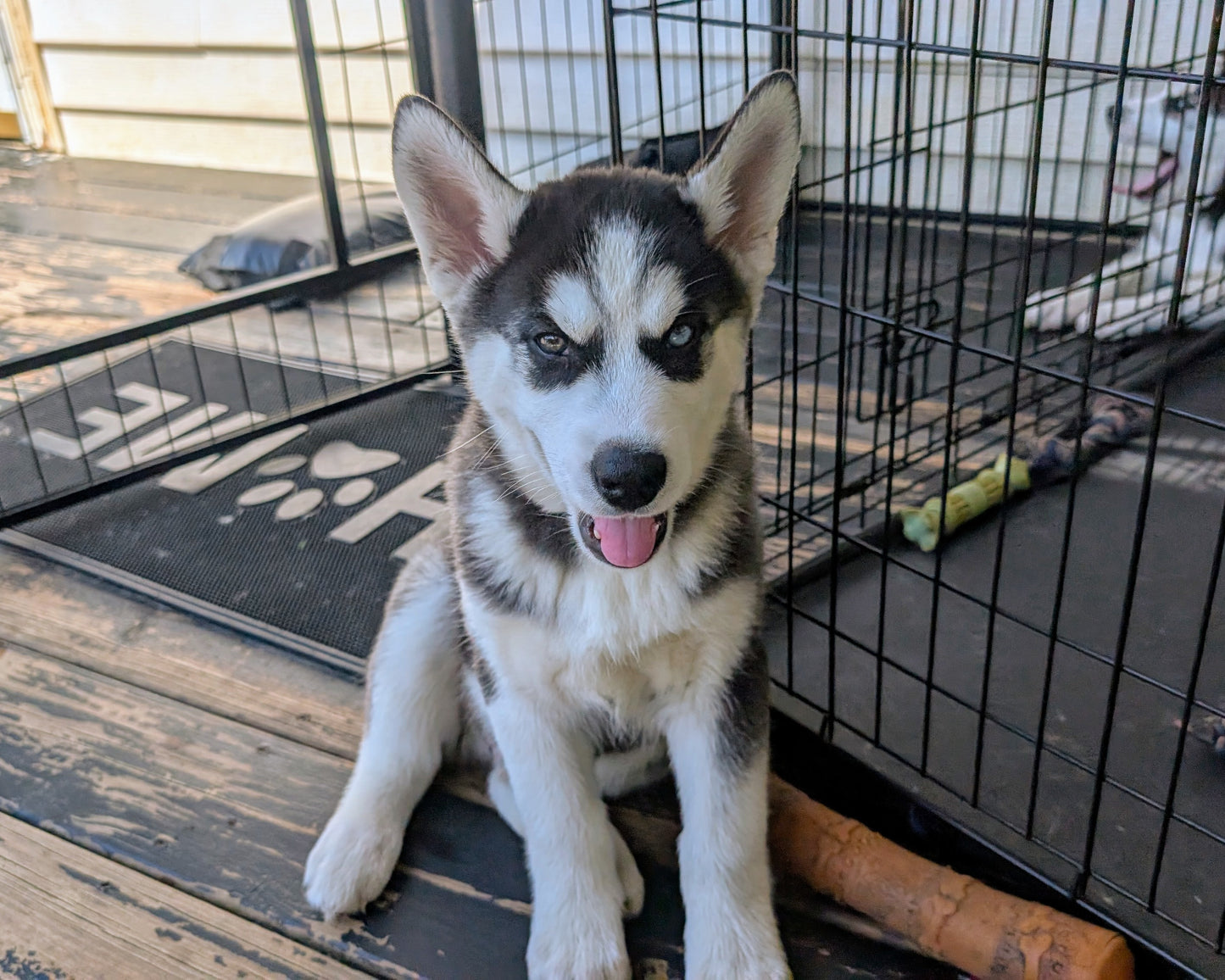 Jasper ♂️ (Adopted)