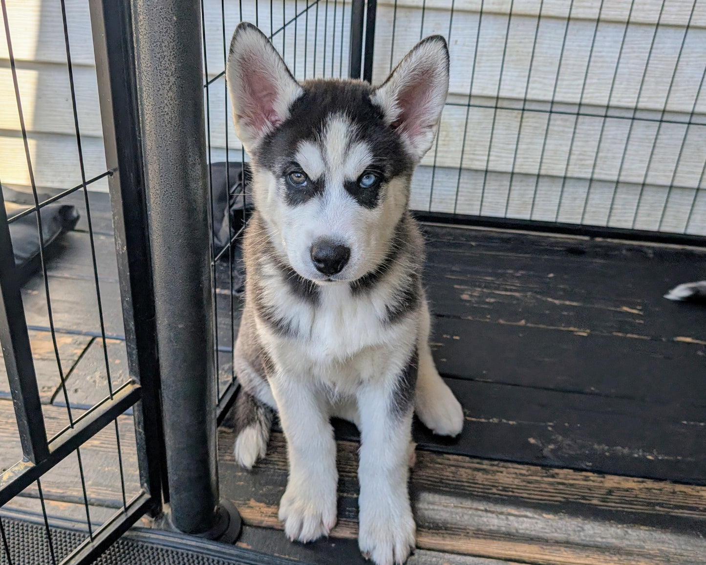 Jasper ♂️ (Adopted)