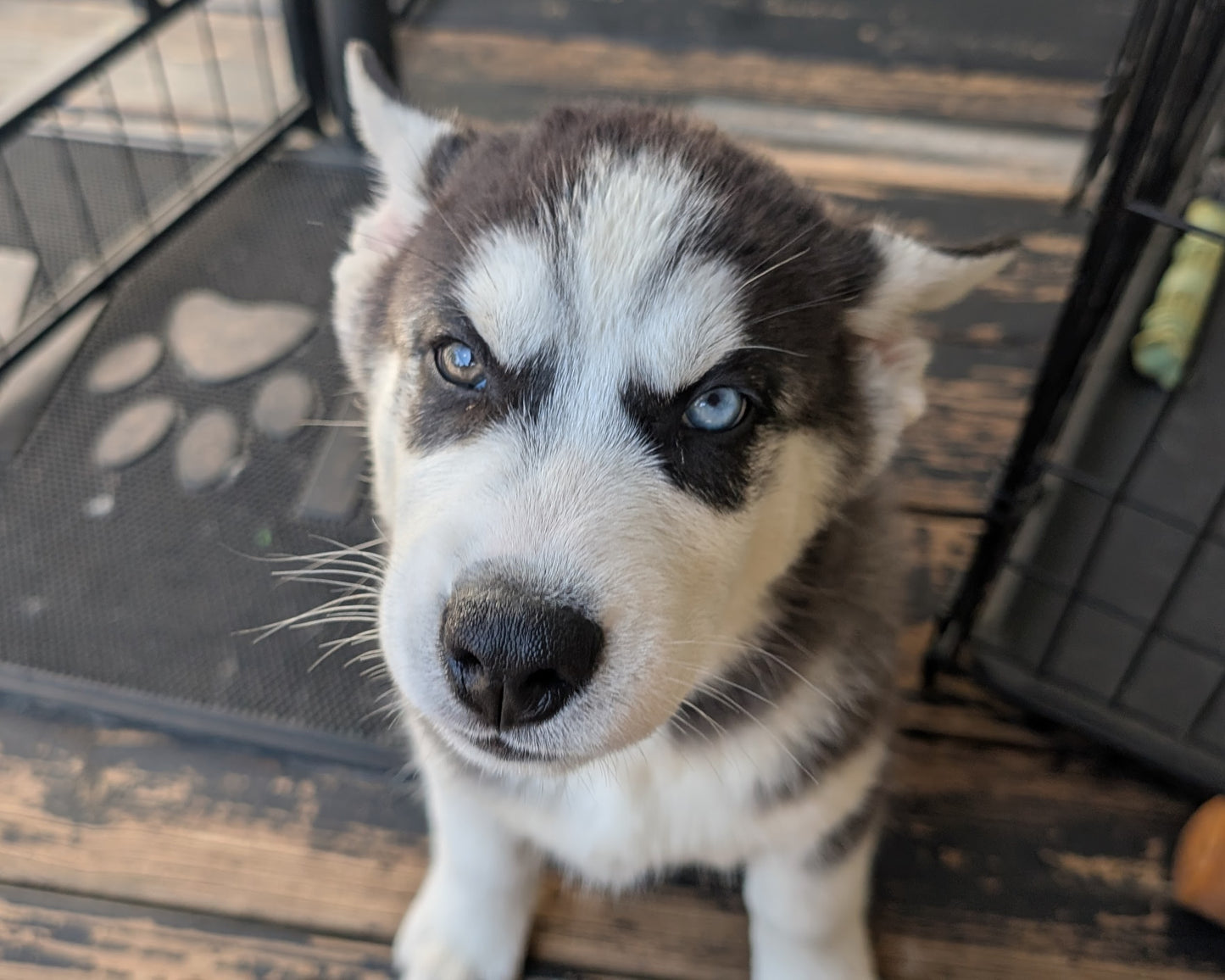 Jasper ♂️ (Adopted)