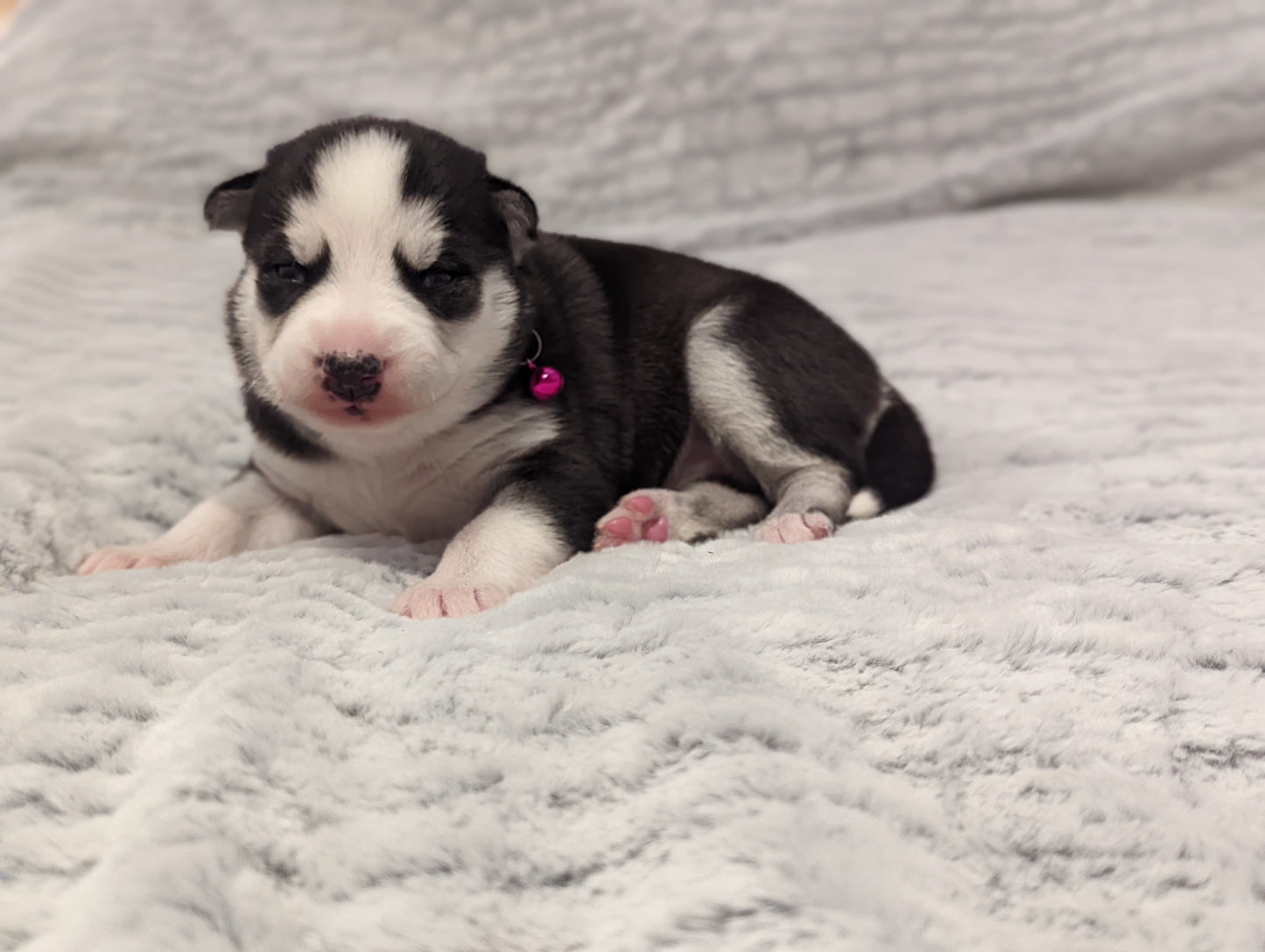 Koda ♀️ (Adopted)