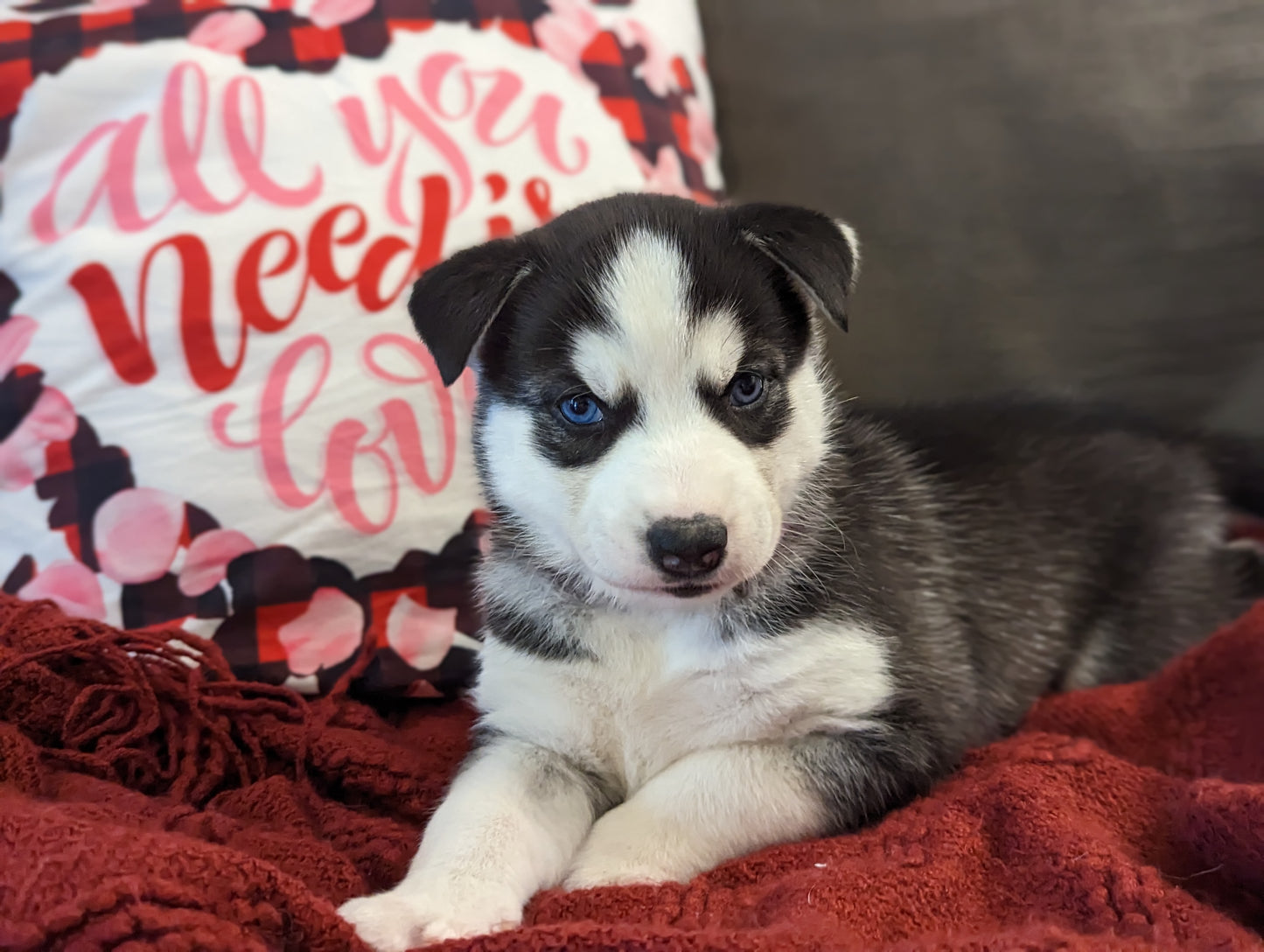 Koda ♀️ (Adopted)