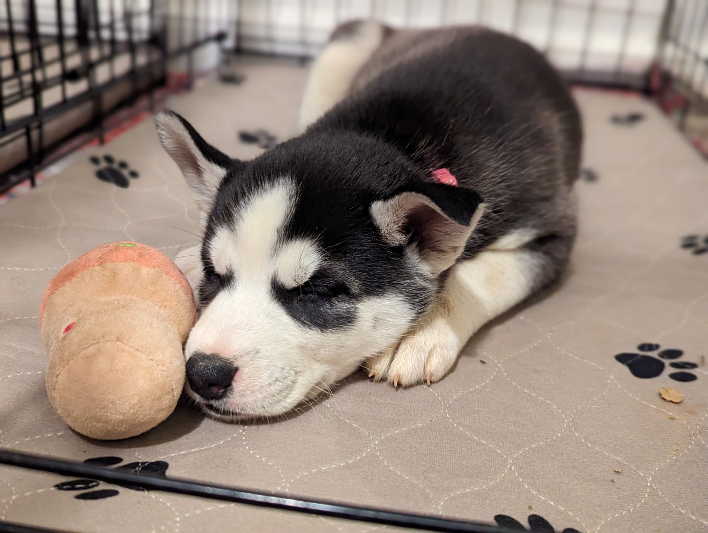 Koda ♀️ (Adopted)