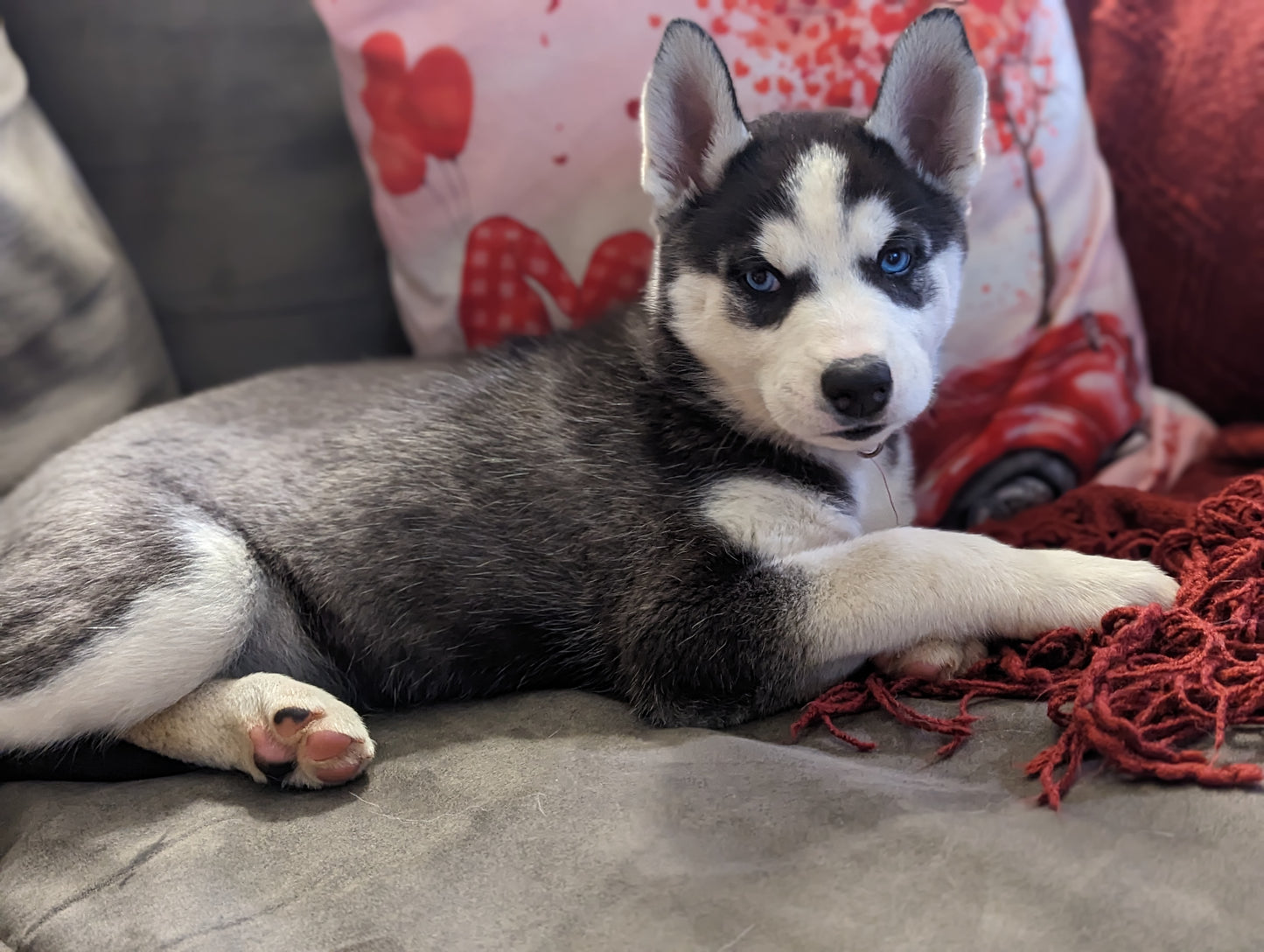 Koda ♀️ (Adopted)