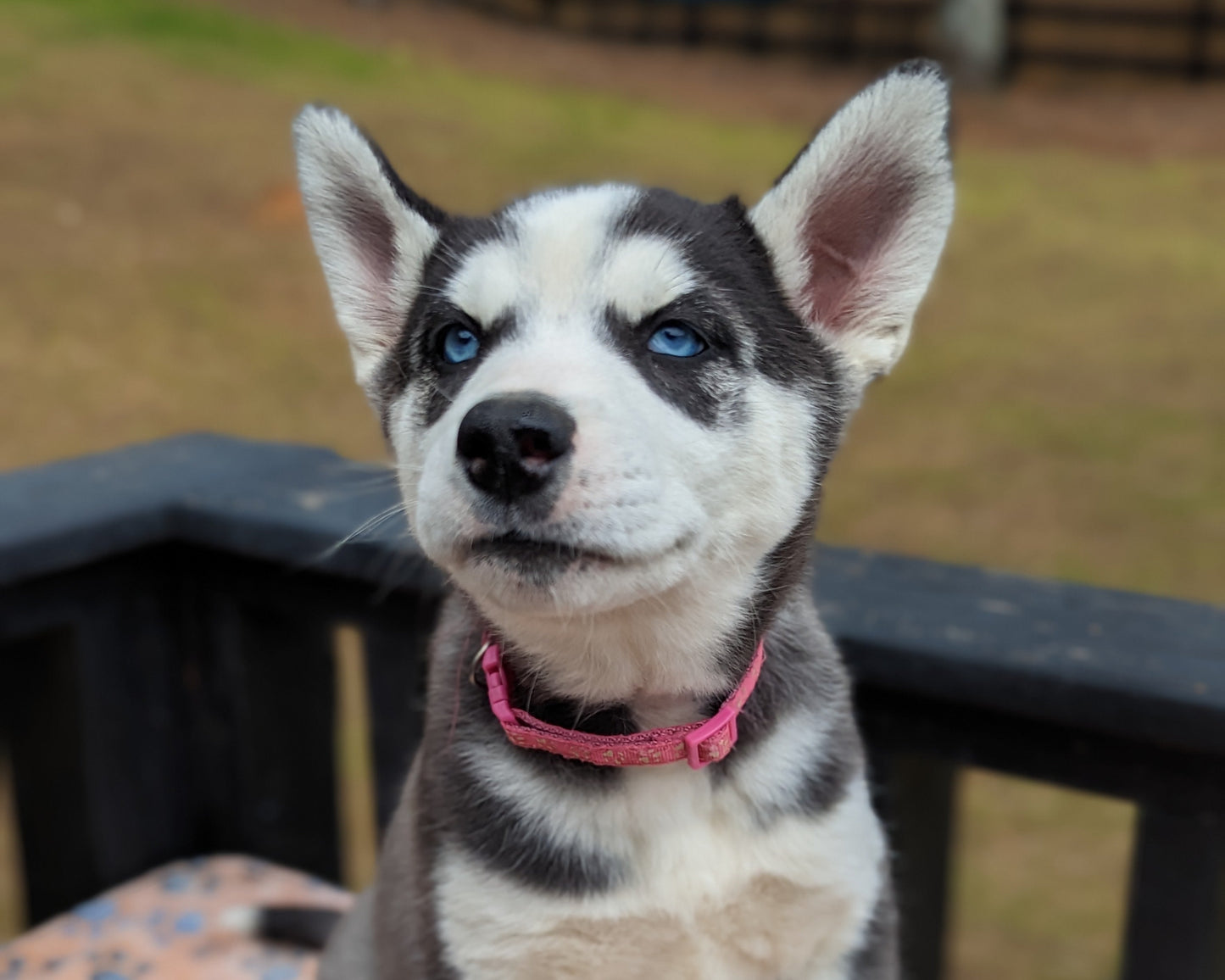 Koda ♀️ (Adopted)