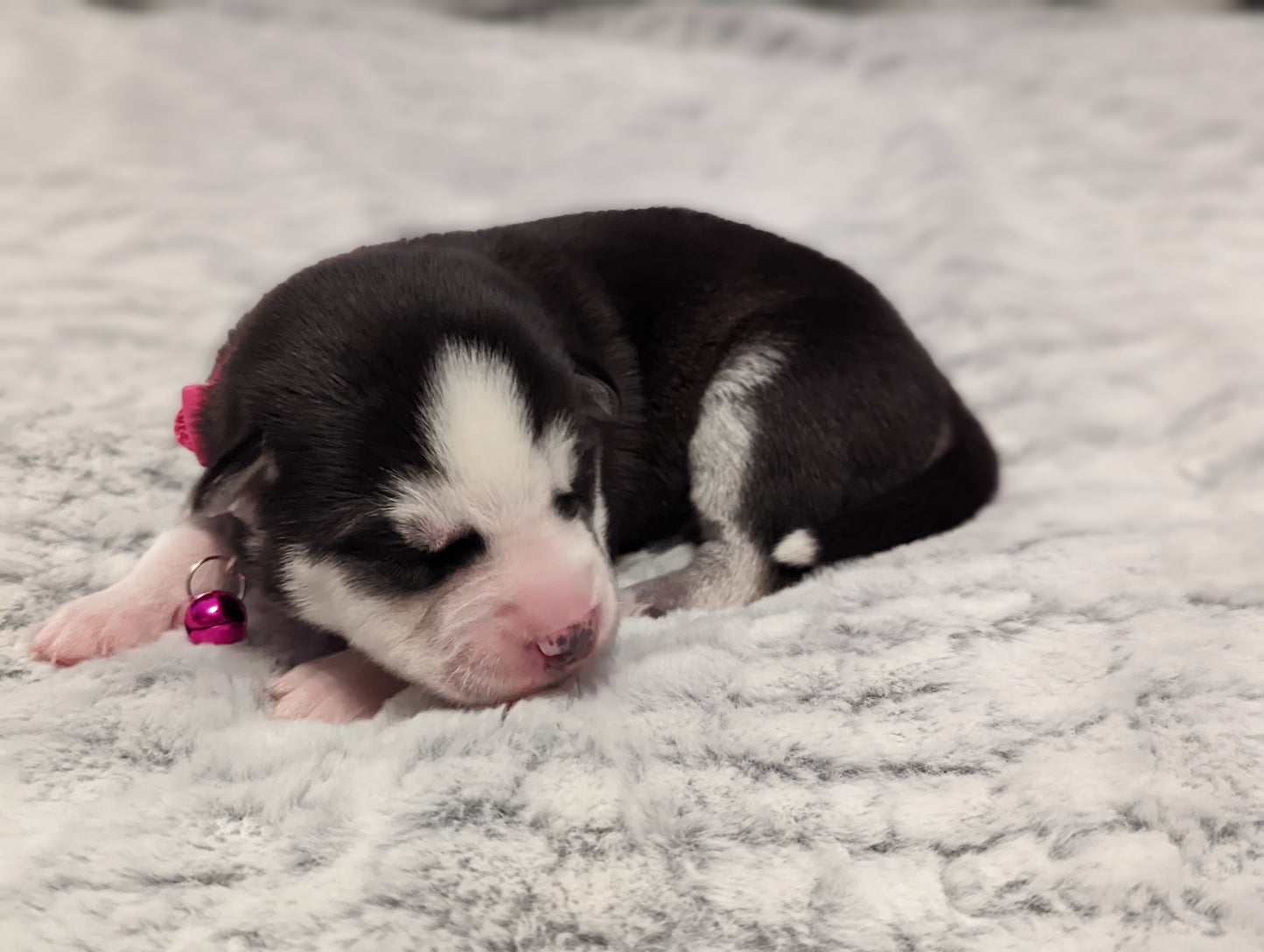 Koda ♀️ (Adopted)