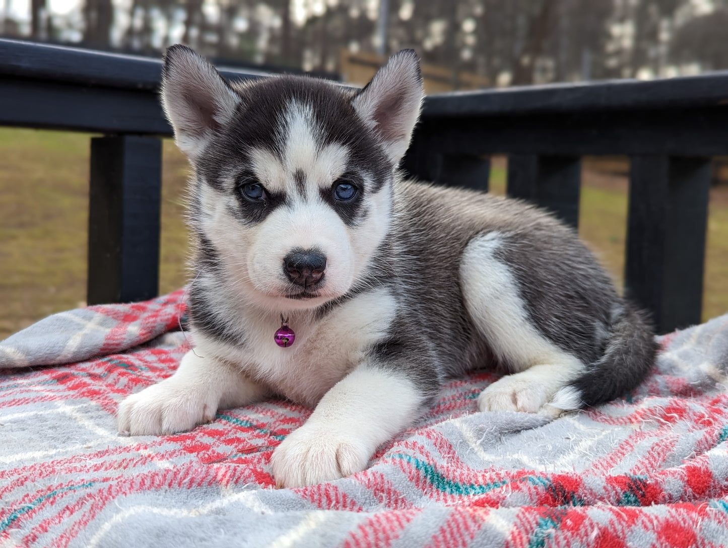 Luna ♀️ (Adopted)