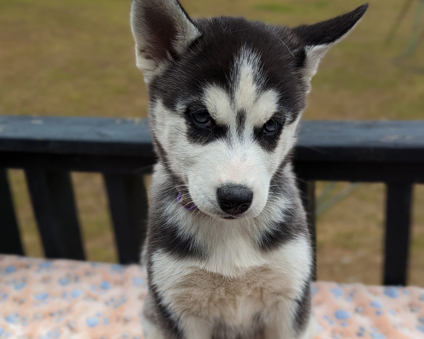 Luna ♀️ (Adopted)