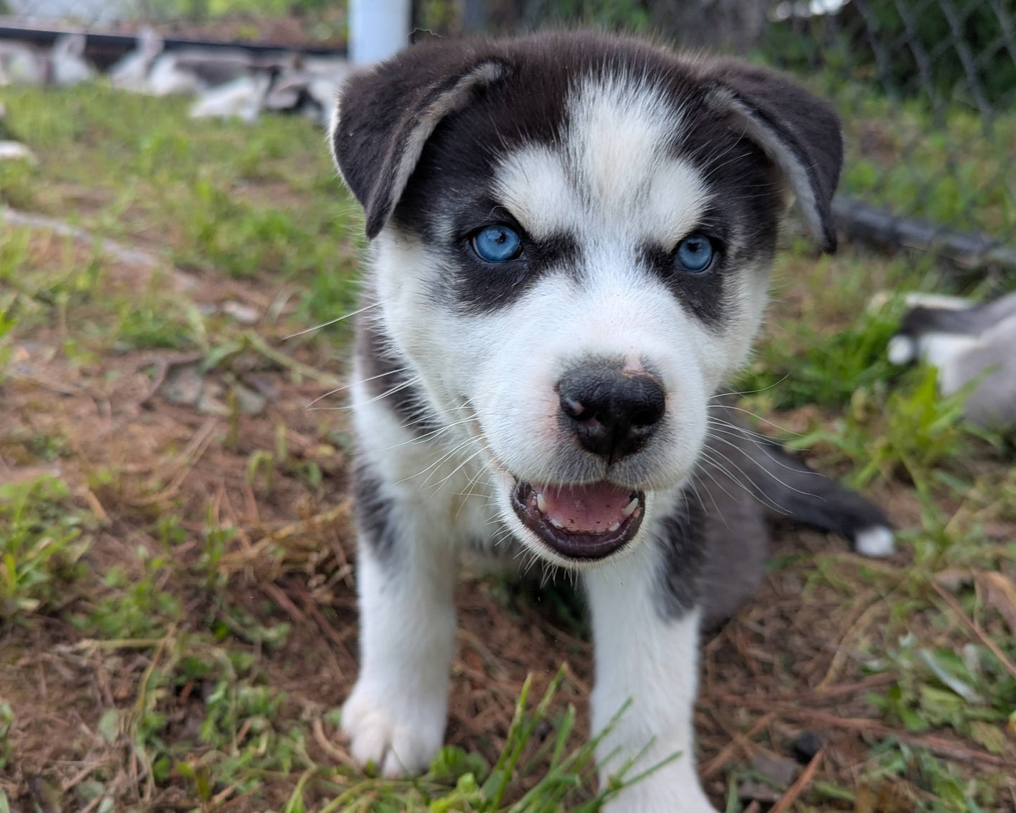 Niko ♂️ (Adopted) "Alpha"