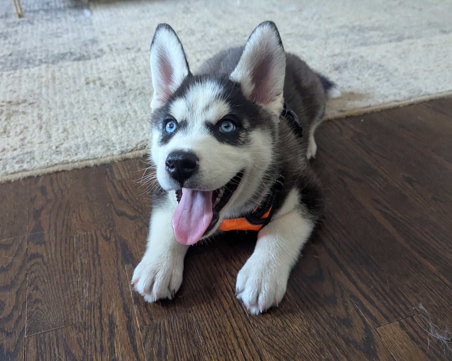 Niko ♂️ (Adopted) "Alpha"