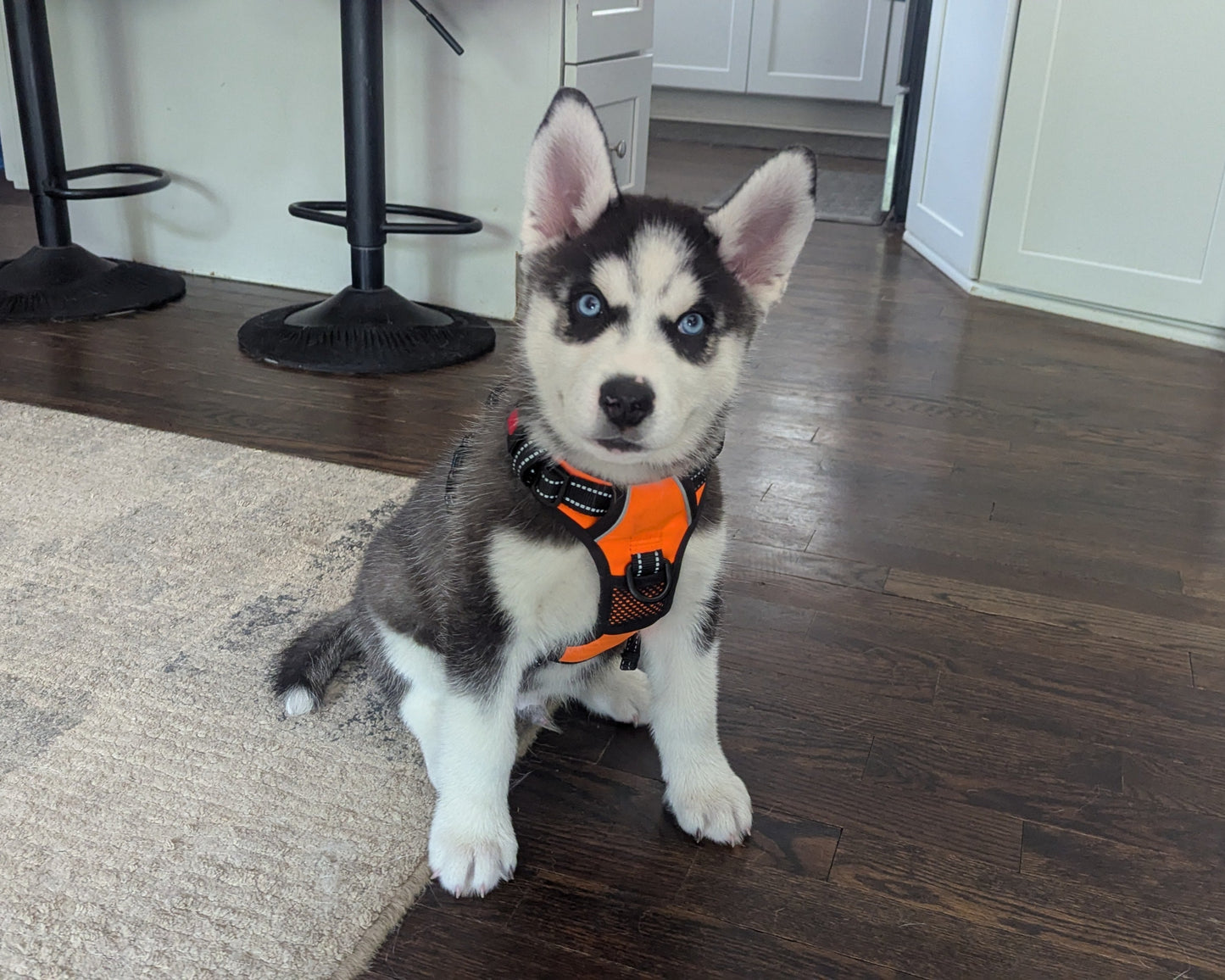 Niko ♂️ (Adopted) "Alpha"