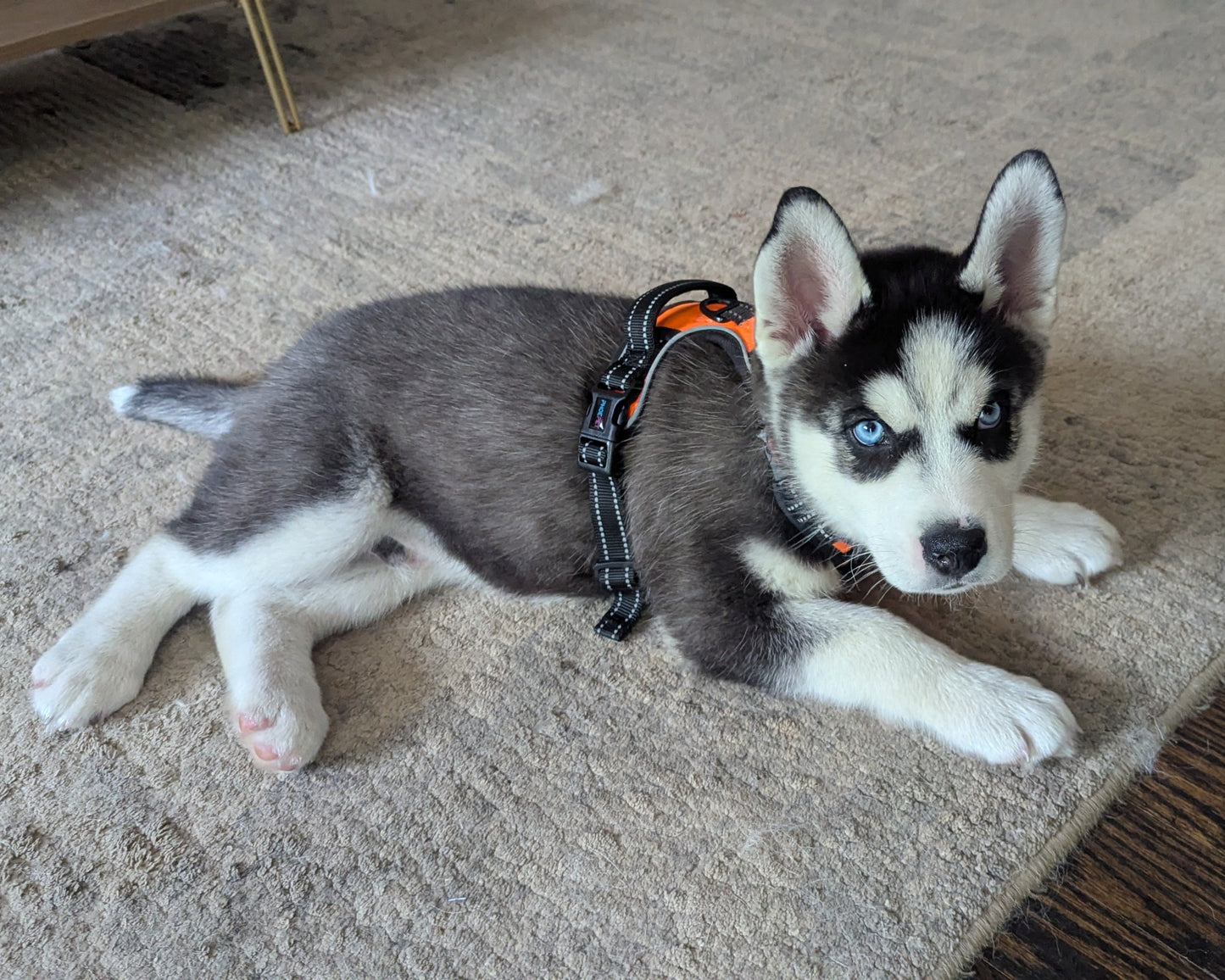 Niko ♂️ (Adopted) "Alpha"
