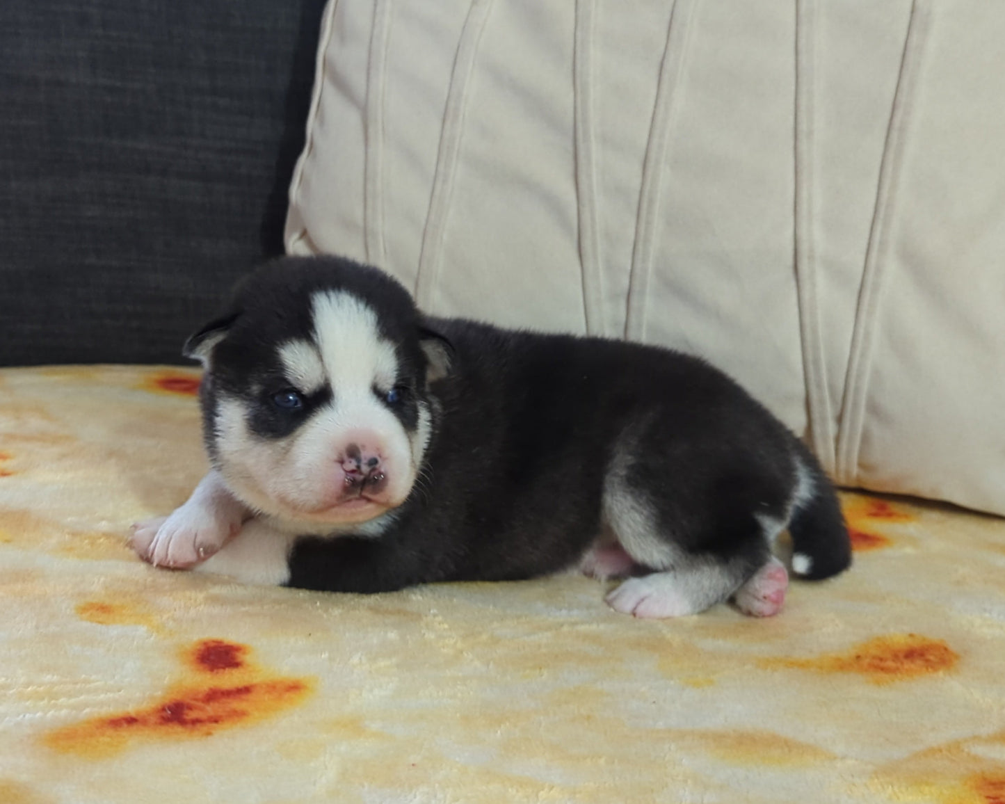 Niko ♂️ (Adopted) "Alpha"