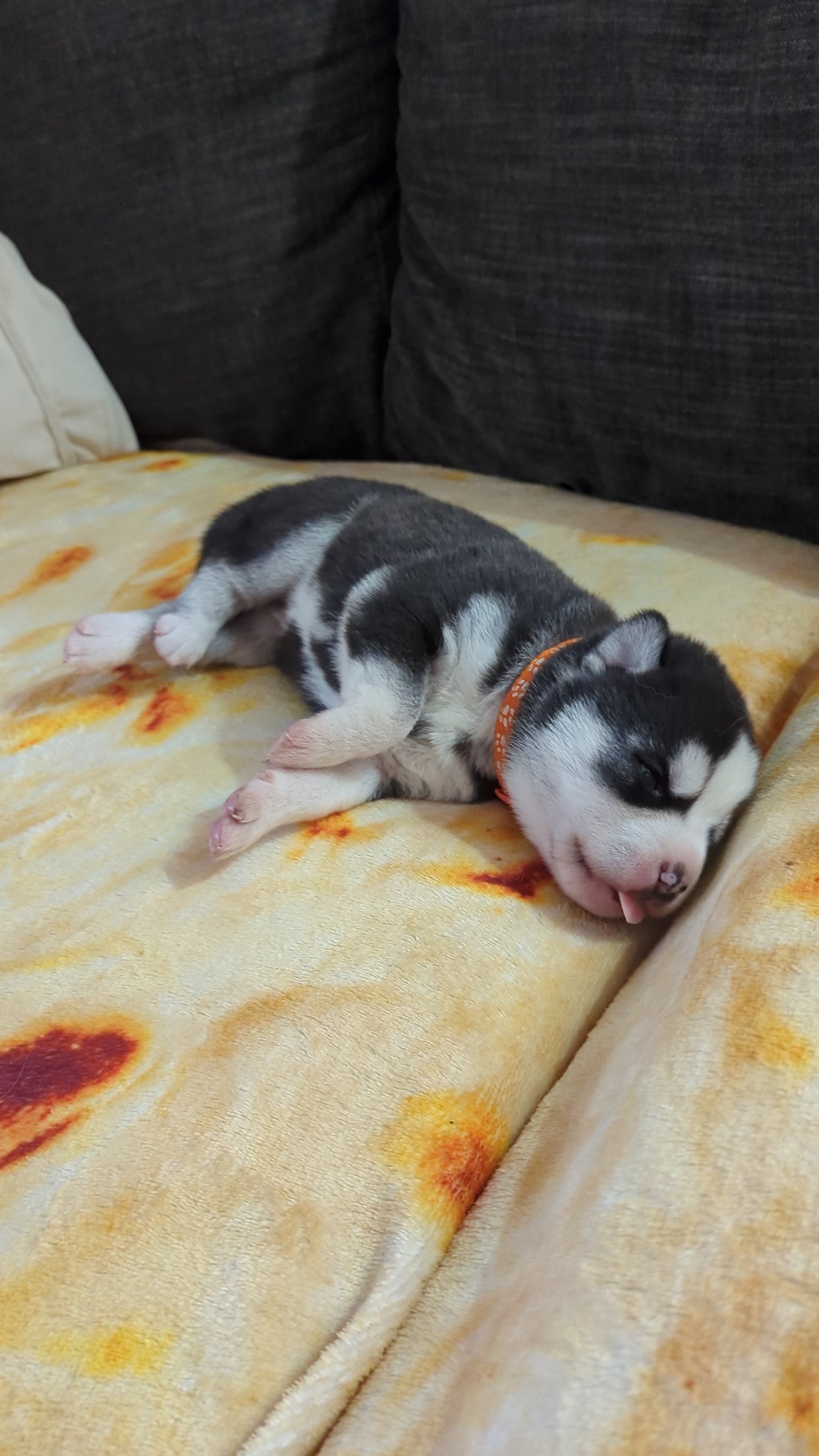 Niko ♂️ (Adopted) "Alpha"