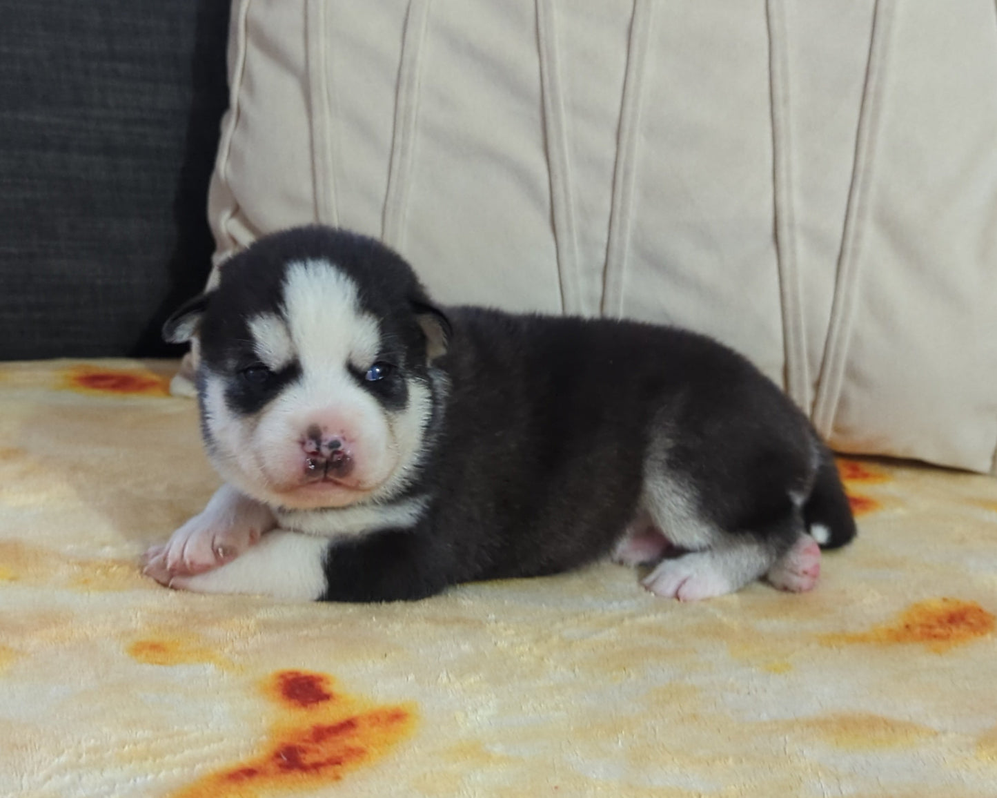 Niko ♂️ (Adopted) "Alpha"