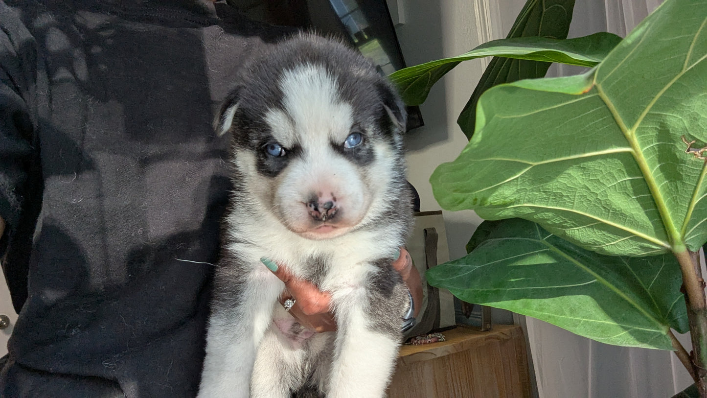 Niko ♂️ (Adopted) "Alpha"