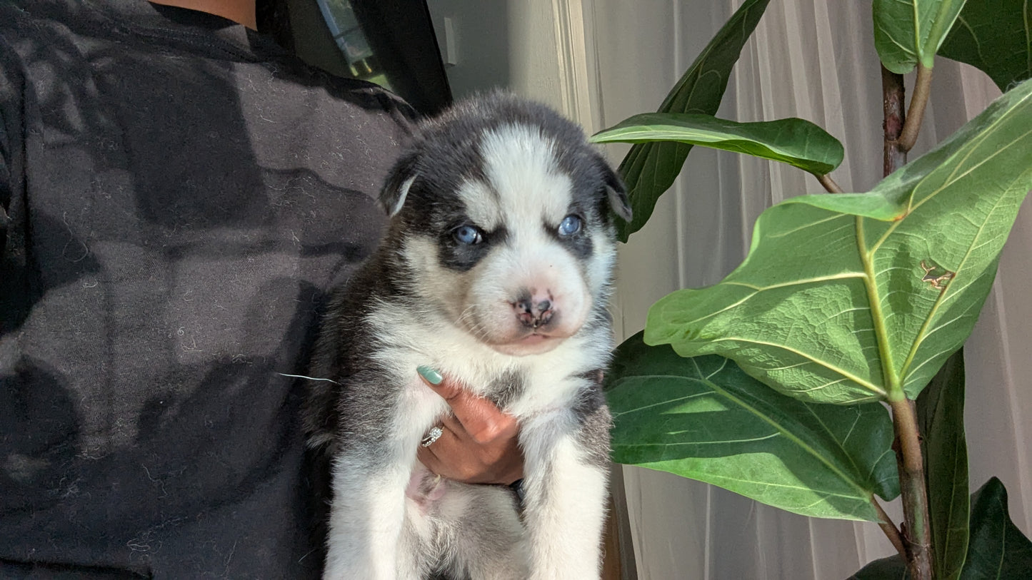 Niko ♂️ (Adopted) "Alpha"