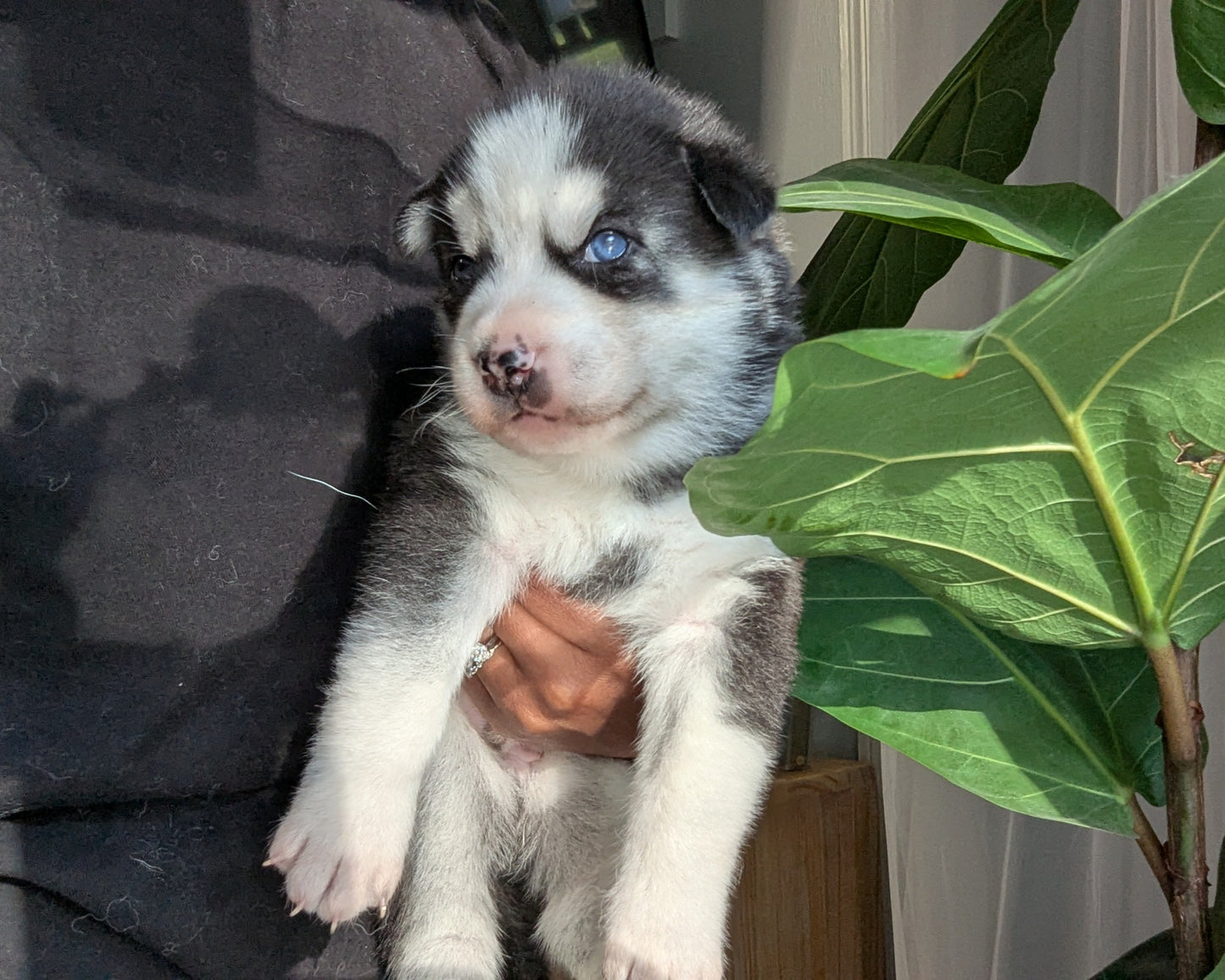 Niko ♂️ (Adopted) "Alpha"