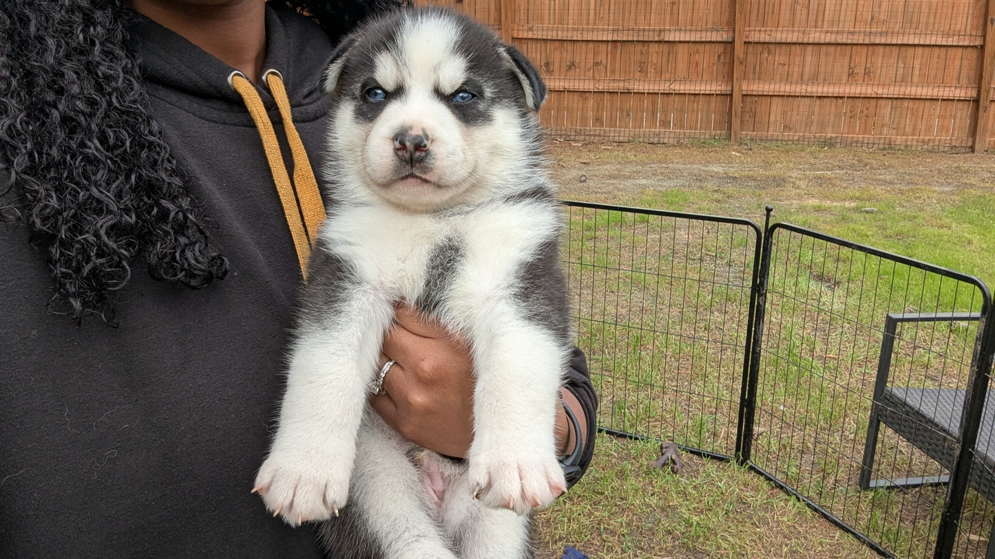 Niko ♂️ (Adopted) "Alpha"